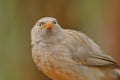 Close up image of jungle babbler bird, natural, nature, wallpaper