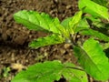 Beautiful image of holy basil leaves, selective focus on subject, background blur