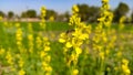 Honey bee on yellow mustard crop flower, close up view Royalty Free Stock Photo