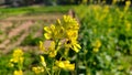 Honey bee on yellow mustard crop flower, close up view Royalty Free Stock Photo