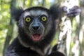 Beautiful image of the Indri lemur - Indri Indri. In wild nature.