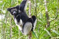 Beautiful image of the Indri lemur Indri Indri