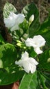 Nature beauty Jasmine flowers Jhelum