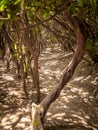 Beautiful image of laurel trees growing on the hiking path route in the old forest of Anaga, Tenerife Royalty Free Stock Photo