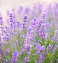 Beautiful image of lavender field closeup. Lavender flower field, image for natural background. Royalty Free Stock Photo