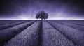 Beautiful image of lavender field landscape with single tree ton Royalty Free Stock Photo