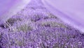 Beautiful image of lavender field over ummer sunset landscape. Royalty Free Stock Photo