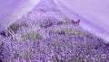 Beautiful image of lavender field over summer sunset landscape. Royalty Free Stock Photo