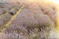 A beautiful image of a lavender field planted in a summer