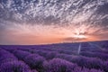 Beautiful image of lavender field. Summer sunrise landscape, contrasting colors. Beautiful clouds, dramatic sky. Royalty Free Stock Photo