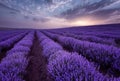 Beautiful image of lavender field. Summer sunrise landscape, contrasting colors. Beautiful clouds, dramatic sky. Royalty Free Stock Photo