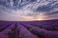 Beautiful image of lavender field. Summer sunrise landscape, contrasting colors. Beautiful clouds, dramatic sky. Royalty Free Stock Photo