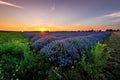 Beautiful image of lavender field. Royalty Free Stock Photo