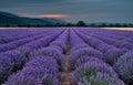 Beautiful image of lavender field Royalty Free Stock Photo