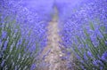 Beautiful image of lavender field Royalty Free Stock Photo