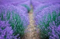 Beautiful image of lavender field Royalty Free Stock Photo