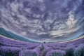 Beautiful image of lavender field Royalty Free Stock Photo