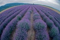 Beautiful image of lavender field Royalty Free Stock Photo