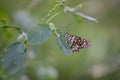 Beautiful Image of Lemon butterfly, lime swallowtail and chequered swallowtail