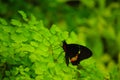 Beautiful image of a Lysander Cattleheart butterfly Royalty Free Stock Photo