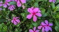 Beautiful image of Madagascar periwinkle flowers india Royalty Free Stock Photo