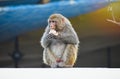 Beautiful image of monkey in Haridwar, India Royalty Free Stock Photo