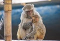 Beautiful image of monkey in Haridwar, India Royalty Free Stock Photo