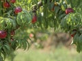 Beautiful image with natural nectarines in the orchard Royalty Free Stock Photo