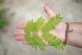 Green symmetrical leaf on palm of hand