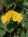 A beautiful image of pair of yellow flowers with green leaves.