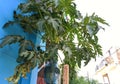 Beautiful image of papaya tree indi Royalty Free Stock Photo