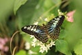 Beautiful image of a Parthenos sylvia, the clipper butterfly