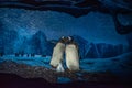 Beautiful image of Penguins at Seaworld 146. Royalty Free Stock Photo