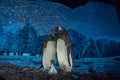 Beautiful image of Penguins at Seaworld 147 Royalty Free Stock Photo