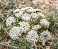 Beautiful image of peucedanum oreoselinum grass flower india Royalty Free Stock Photo