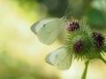 Beautiful image of Pieris Rapae butterfly aka Small cabbage white. Differential focus and backlit for attractive Royalty Free Stock Photo