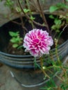 Beautiful Image of pink flower like rose