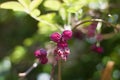 Beautiful image of pink flowers of chocolate vine or akebia quinata Royalty Free Stock Photo