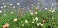 beautiful image of pink and white daisy flowers in lawn by the river Royalty Free Stock Photo