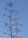 Pita tree with the sky behind in Cabo de Gata, Spain
