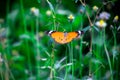 Beautiful Image of plain tiger butterfly or also know as Danaus chrysippus resting on the flower plants during springtime Royalty Free Stock Photo