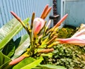 Beautiful image of plumeria abtusa flower india
