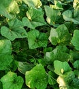 Beautiful image of pumpkin plants leaf inda Royalty Free Stock Photo