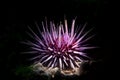 Purple sea urchin Royalty Free Stock Photo