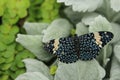 Beautiful image of a Red Cracker butterfly wide wings on green leaves