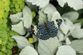 Beautiful image of a Red Cracker butterfly