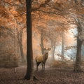 Beautiful image of red deer stag in foggy Autumn colorful forest