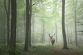 Beautiful image of red deer stag in foggy Autumn colorful forest Royalty Free Stock Photo