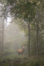 Beautiful image of red deer stag in foggy Autumn colorful forest Royalty Free Stock Photo