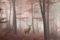 Beautiful image of red deer stag in foggy Autumn colorful forest